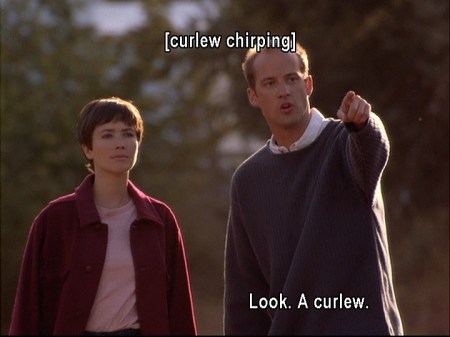 4-6-blog-birds-curlew