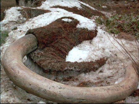 5-24-mammoth-tusk